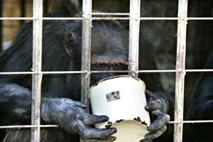 Zambia Gallery: Chimpanzees - eating food in bucket through cage bars