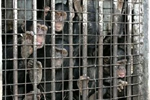 Chimps Gallery: Chimpanzees - looking through bars of cage