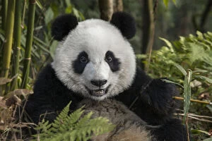 Flora Gallery: China, Chengdu, Chengdu Panda Base. Portrait of