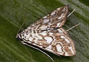 Patterns Collection: China Mark Moth - adult - Larvae are aquatic - Dorset