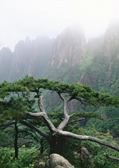 Images Dated 20th March 2008: China - Pine (Pinus huangshanensis) endemic Mt Huangshan Yellow Mountains, China