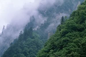 Images Dated 15th October 2004: China Sichuan Province Wolong Reserve. (Stronghold of Giant Panda)