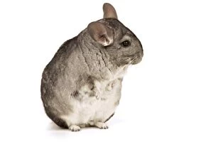 Images Dated 6th June 2004: Chinchilla