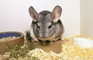 Images Dated 4th June 2007: Chinchilla