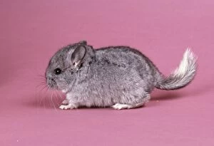 Small Pets Collection: Chinchilla - 4 week old baby