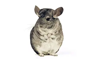 Fluffy Prints: Chinchilla