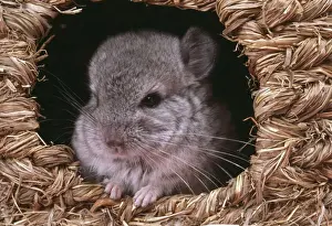 Home Prints: Chinchilla - Baby appearing from nesting box