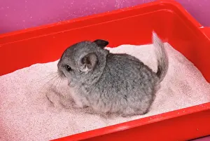 Chinchilla - baby in sand tray, bathing to help keep fur clean & soft