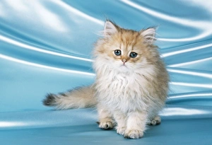 Ginger And White Collection: Chinchilla Cat Kitten