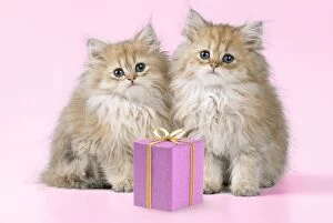 Chinchilla Cat - Kittens wearing Christmas hats