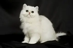 Persian Chinchillas Prints: Chinchilla Persian Cat - kitten