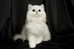 Chinchilla Persian Cat - kitten