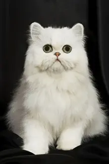 Chinchilla Persian Cat - kitten