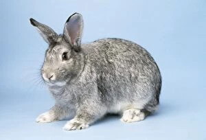 Images Dated 28th April 2008: Chinchilla Rabbit