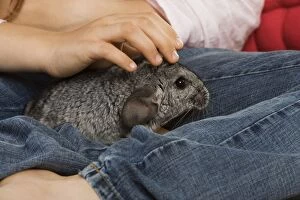 Images Dated 9th August 2007: Chinchilla - sitting in child's lap