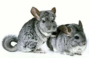 Images Dated 17th May 2011: Chinchilla - two in studio