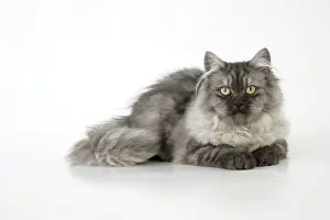 Chinchillas Prints: Chincilla X Persian. dark silver smoke Cat