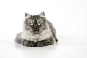 Chinchillas Prints: Chincilla X Persian dark silver smoke Cat