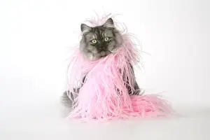 Chincilla X Persian dark silver smoke Cat