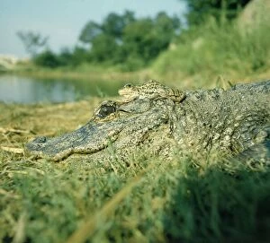 Images Dated 29th September 2005: Chinese Alligator - With Frog on Alligator's head