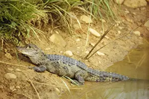 Alligators Prints: Chinese Alligator NG 87 3 - 5 year old Alligator sinensis © Nick Gordon / ardea. com