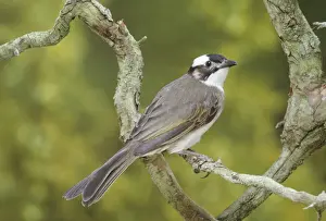 Bulbul Prints: Chinese Bulbul South China