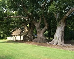 Images Dated 28th July 2006: Chinese Camphor Tree - planted in 1700, declared National Monument 1943 Vergelegen, South Africa
