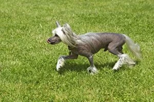 Images Dated 27th May 2012: Chinese Crested Dog