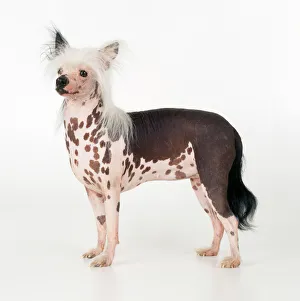 <b class=qtipBold><figcaption>Chinese Crested Dog</figcaption></b><br>JD-12810 CHINESE CRESTED DOG John Daniels Please note that prints are for personal display purposes only and may not be reproduced in any way.<br><em>© John Daniels/ardea.com</em> Chinese Crested Dog