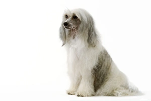 Chinese Crested Dog Chinese Crested Dog
