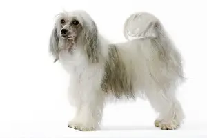 Chinese Crested Dog