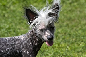 Images Dated 17th April 2007: Chinese Crested Dog
