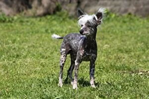 Images Dated 17th April 2007: Chinese Crested Dog