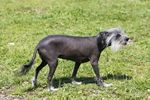 Images Dated 17th April 2007: Chinese Crested Dog