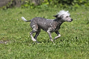 Images Dated 17th April 2007: Chinese Crested Dog