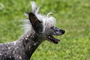 Images Dated 17th April 2007: Chinese Crested Dog