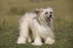 Chinese Crested Dog