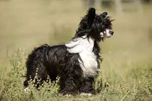 Chinese Crested Dog