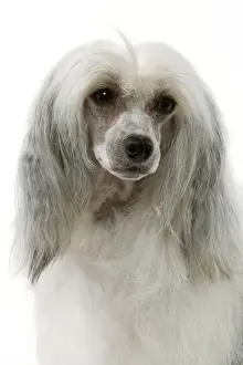 Powder Puff Prints: Chinese Crested Dog