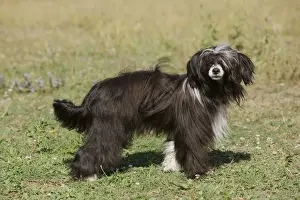 Chinese Crested Dog
