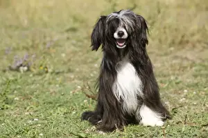 Chinese Crested Dog
