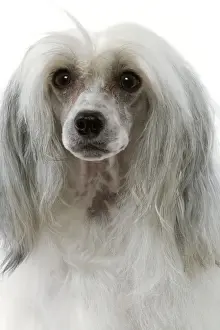 Chinese Crested Dog