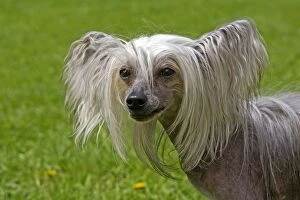 Images Dated 27th May 2012: Chinese Crested Dog