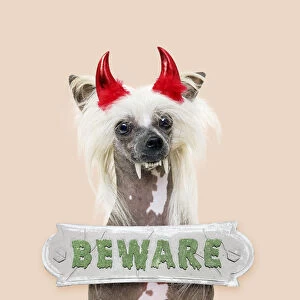 Chinese Crested Dog dressed for Halloween with