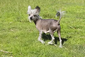 Chinese Crested Dog (Hairless)
