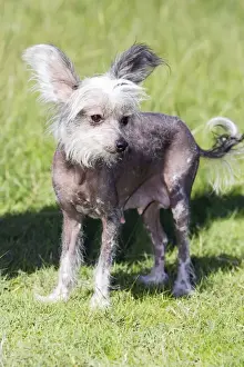 Chinese Crested Dog (Hairless)