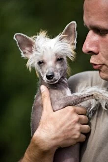 Images Dated 24th July 2007: Chinese Crested Dog - being held by man