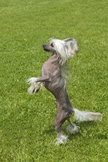 Images Dated 27th May 2012: Chinese Crested Dog - standing on hind legs