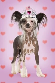 Chinese Crested Dog wearing Tiara on heart background
