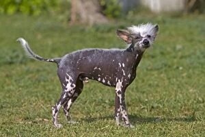 Images Dated 28th April 2011: Chinese Crested / Hairless Dog